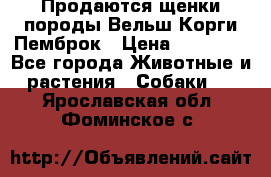 Продаются щенки породы Вельш Корги Пемброк › Цена ­ 40 000 - Все города Животные и растения » Собаки   . Ярославская обл.,Фоминское с.